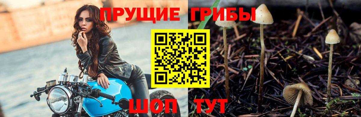 Галлюциногенные грибы MAGIC MUSHROOMS Заводоуковск